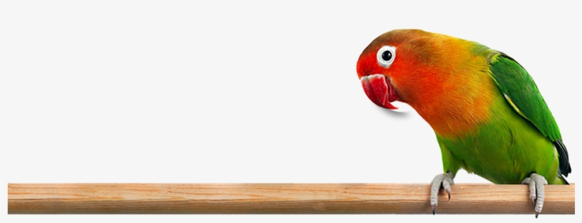 Love Bird Png Clipart Library - Lovebird Png, transparent png #667705