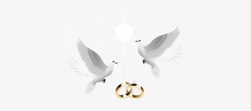 Love Birds Png Images - Wedding Doves With Rings Png, transparent png #668282