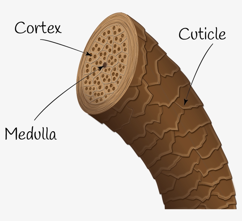 Uppbyggnaden Av Ett Hårstrå Hair - Hair, transparent png #669062