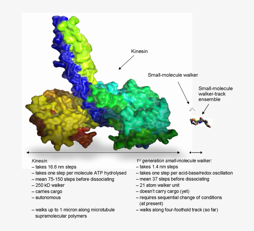 Size Comparison Of Wild Type Kinesin With The Synthetic - Kinesin, transparent png #669730