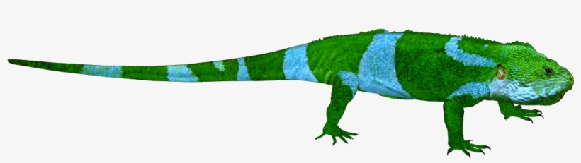 Fiji Banded Iguana M4, transparent png #6600949