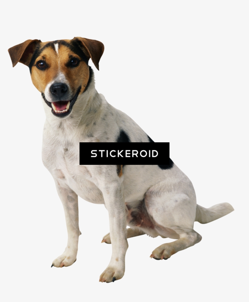 Dog, transparent png #6602386