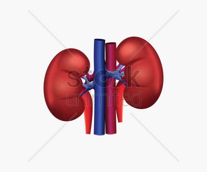 Kidney Png, transparent png #6604810