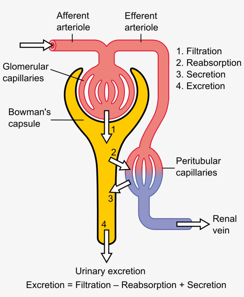 Http, transparent png #6605025