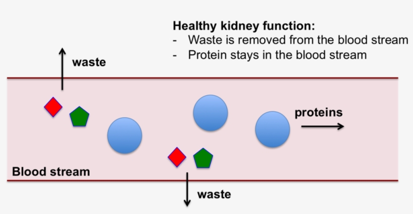 Kidney Png, transparent png #6605190