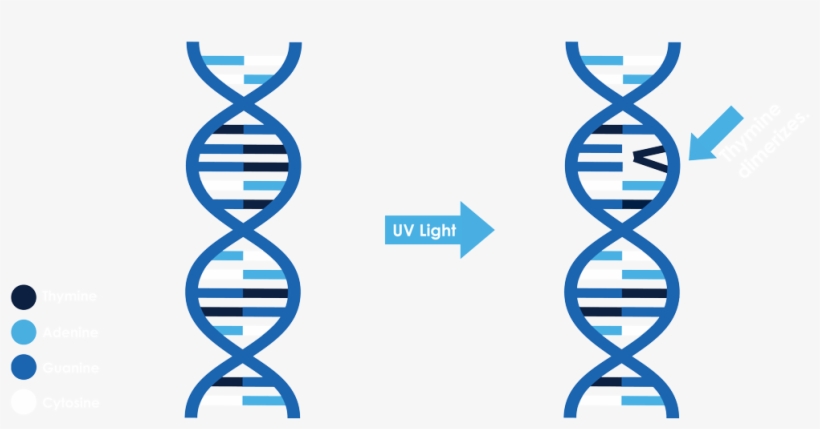 Dna Icon Png, transparent png #6607653