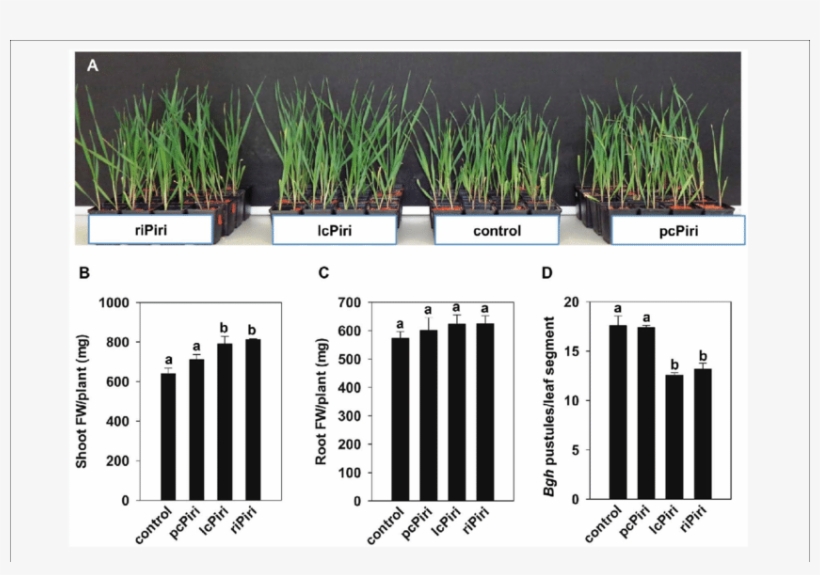 Biological Activity Conferred By Pcpiri, Lcpiri And, transparent png #6611148