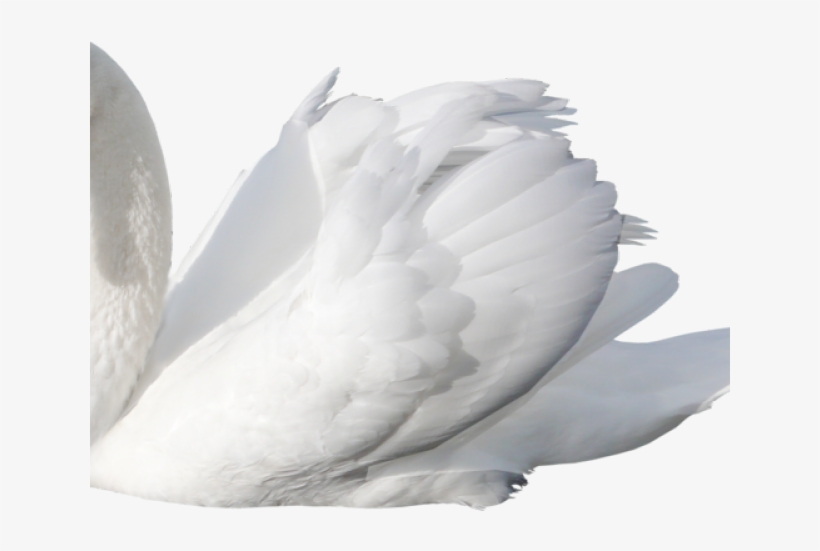 Swan Png Transparent Images, transparent png #6611959