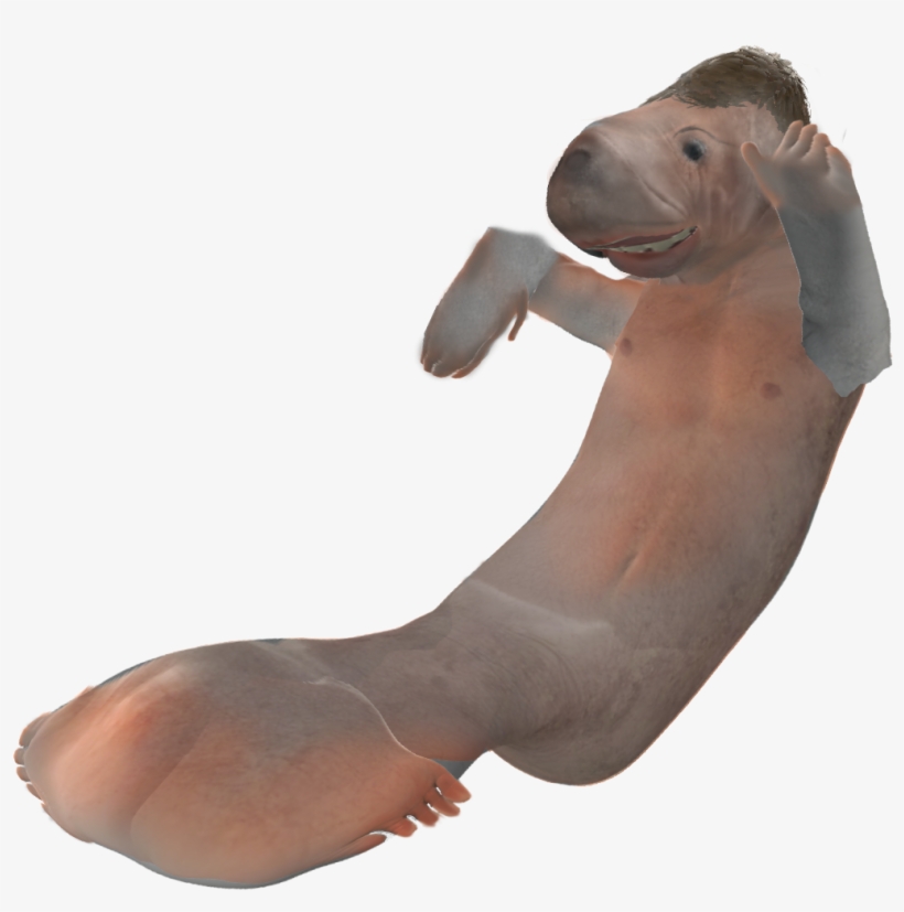 Manatee Tf, transparent png #6615728