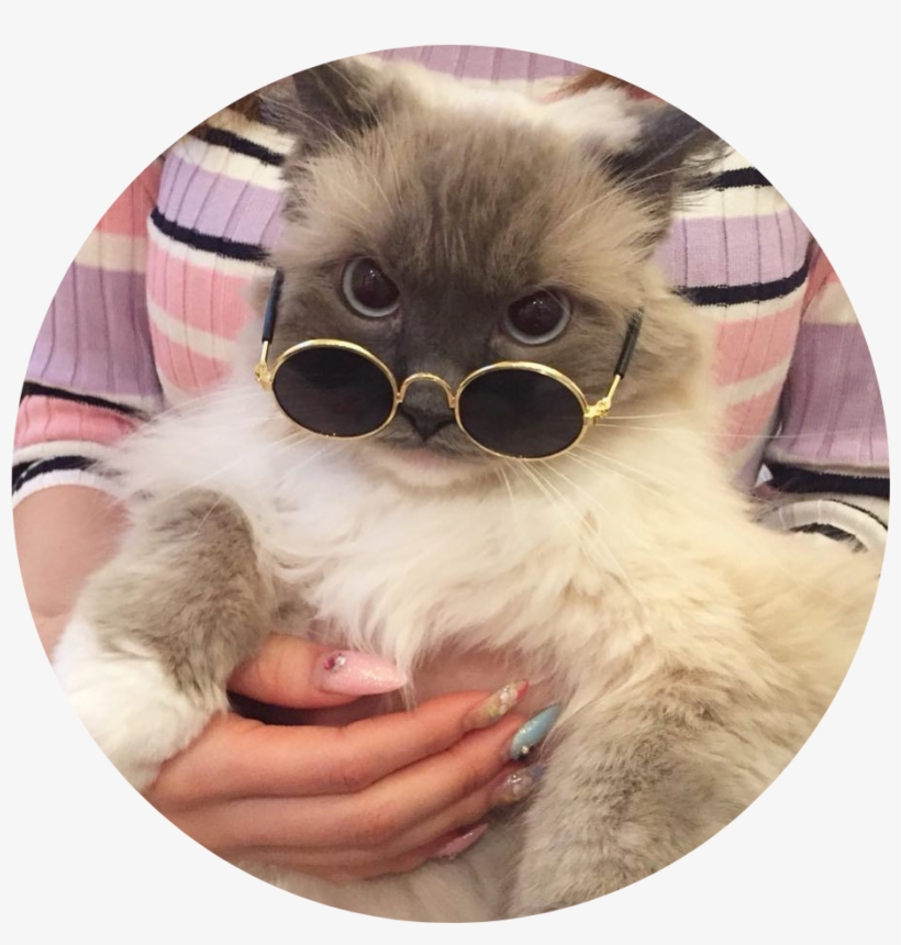 Tumblr Aesthetic Cat Kitty Fluffy Cataesthetic Cats, transparent png #6618354