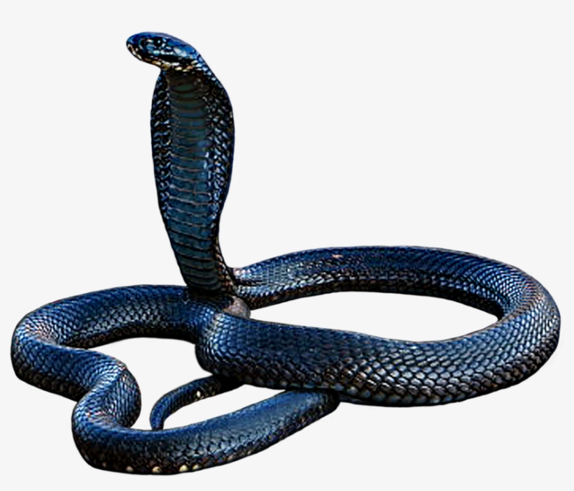 Cobra Png, transparent png #6621464
