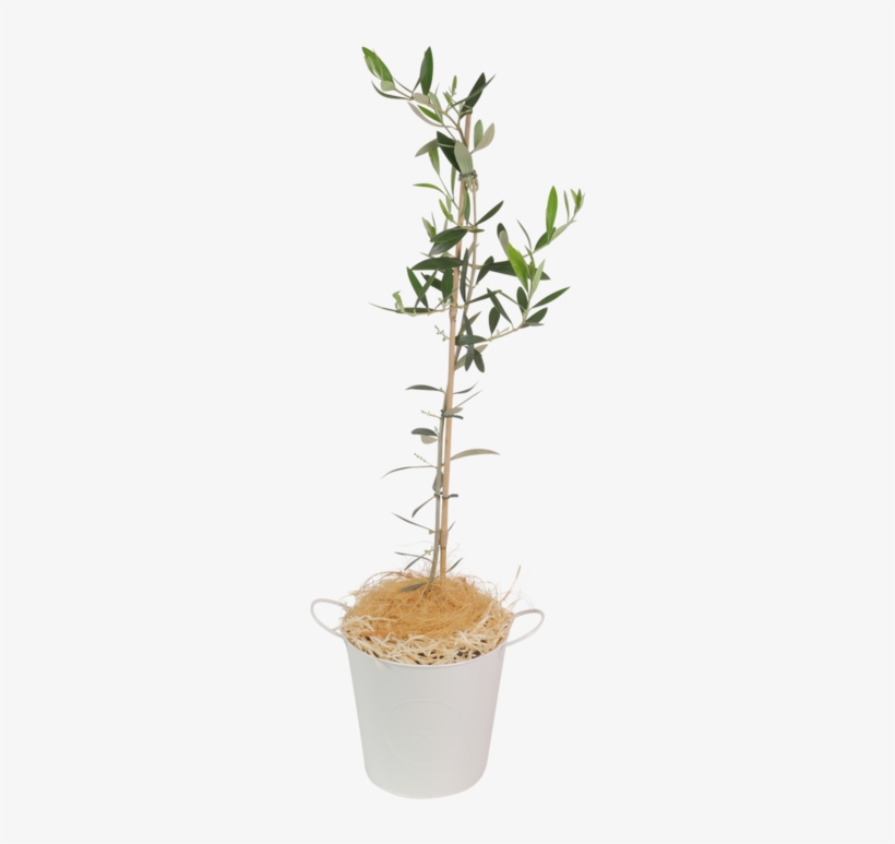 Olive Tree, transparent png #6622372