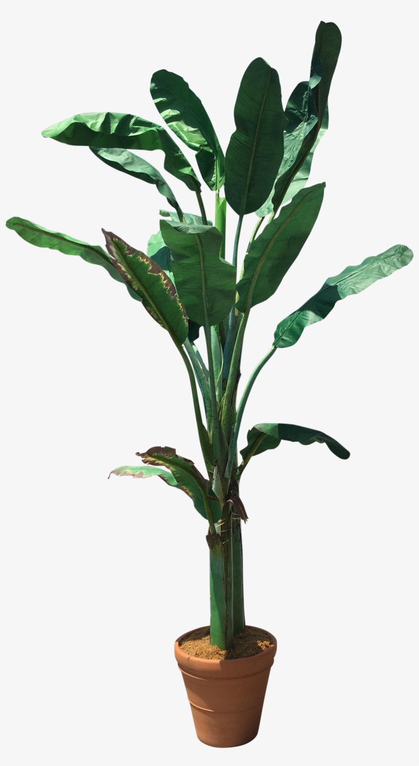 Banana Tree Png, transparent png #6622450