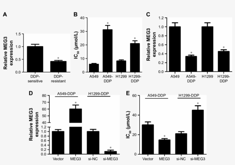 Upregulation Of Meg3 Increased The Sensitivity Of Ddp, transparent png #6623286