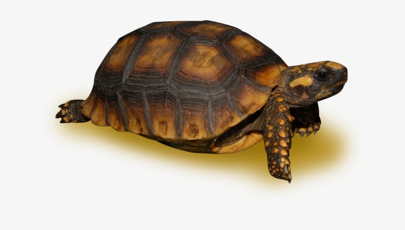 Amazon Basin Yellow Footed Tortoise, transparent png #6624944