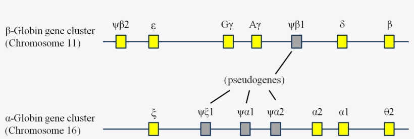Globin Gene Cluster, transparent png #6629156