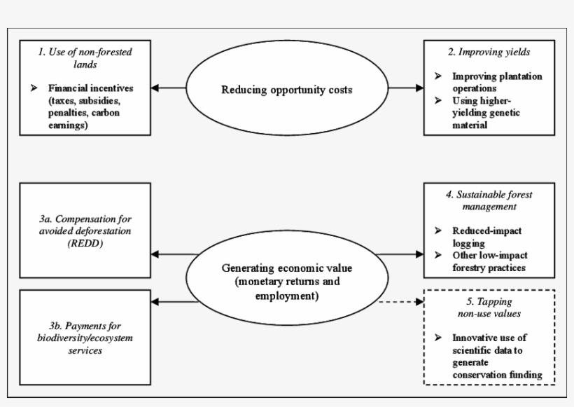 Strategies For Orangutan Conservation And Mechanisms, transparent png #6629368