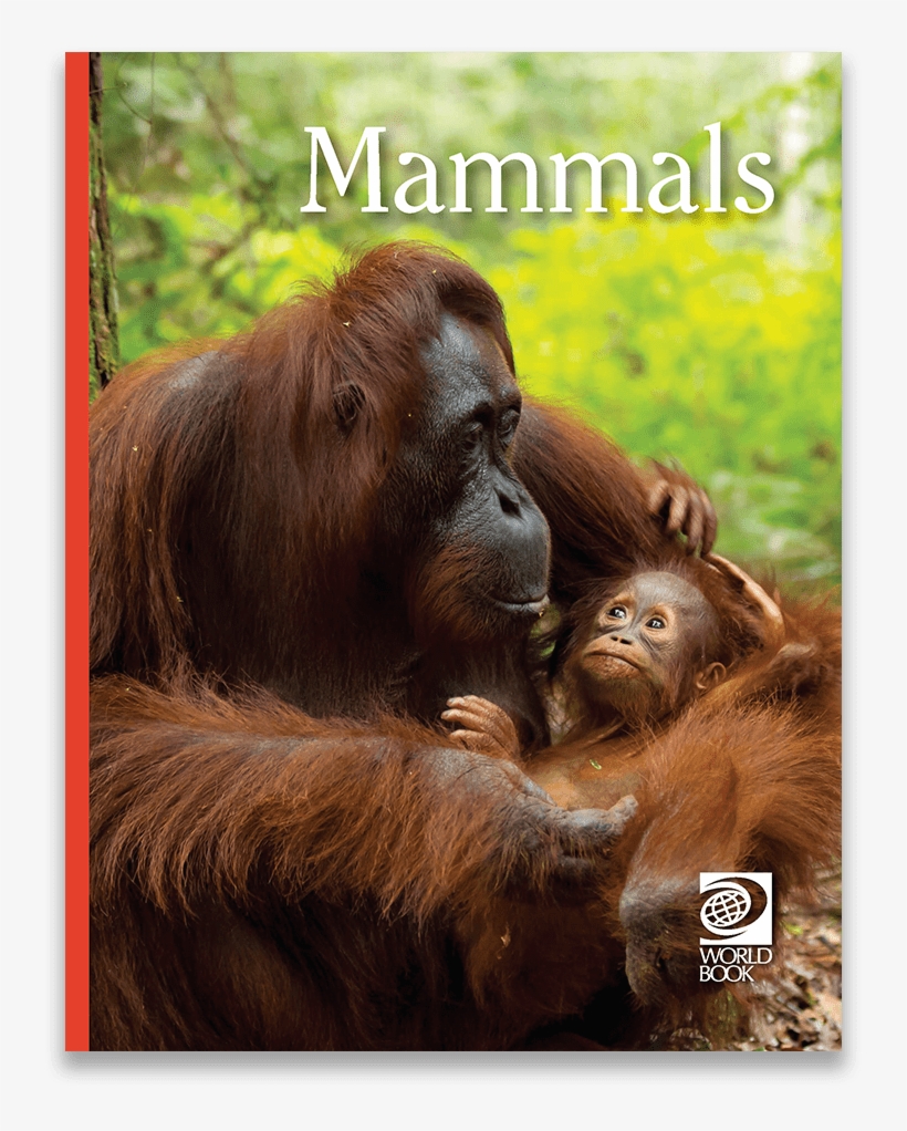 Orangutan Png, transparent png #6629425