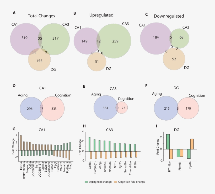 Cognitive Impairment-related Changes In Gene Expression, transparent png #6629426