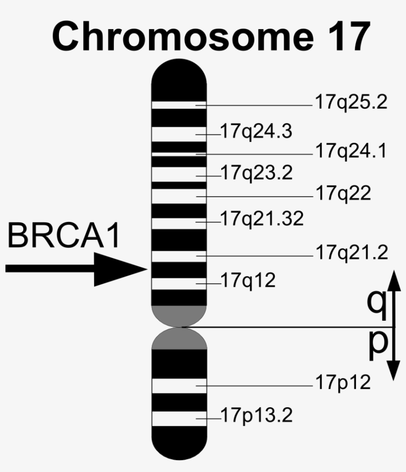 Brca1 En, transparent png #6629530
