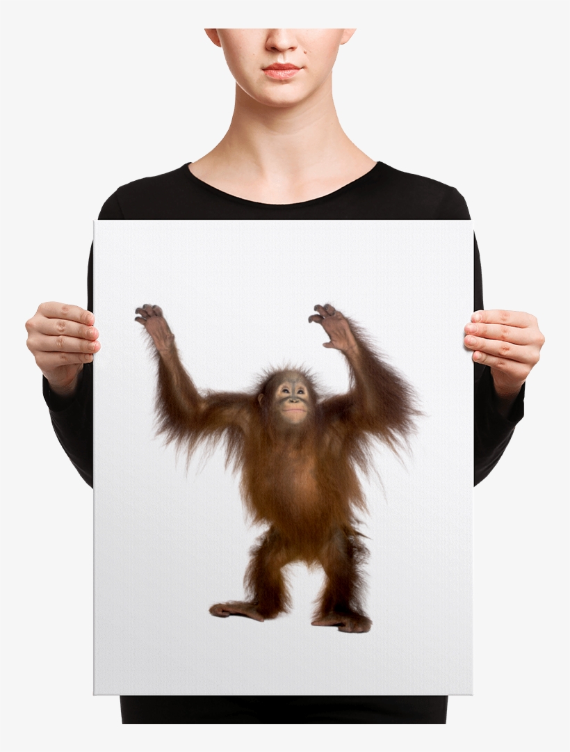 Orang Utan Print Men S V Neck, transparent png #6629533