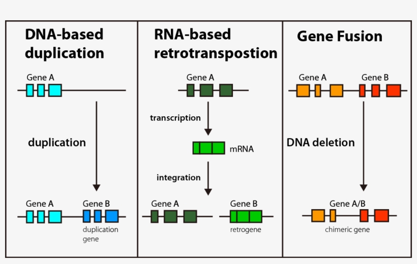 File - Genecreation, transparent png #6629733