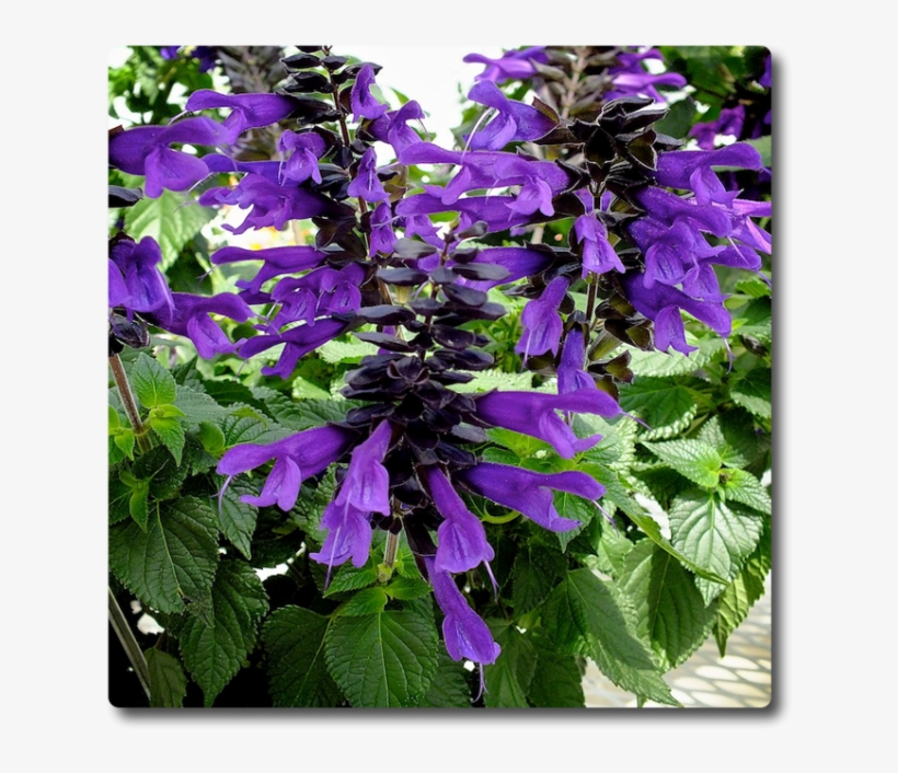 Salvia Amistad, transparent png #6631612