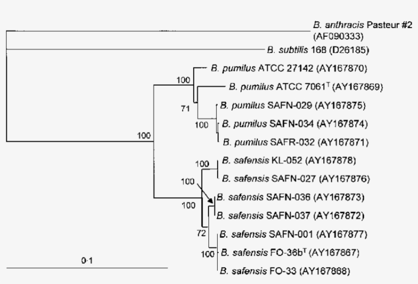 Phylogenetic Tree Of The Novel Isolates And B, transparent png #6635864