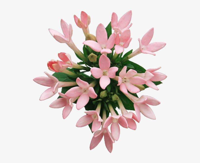 Cosas Para Photoscape, transparent png #6636578