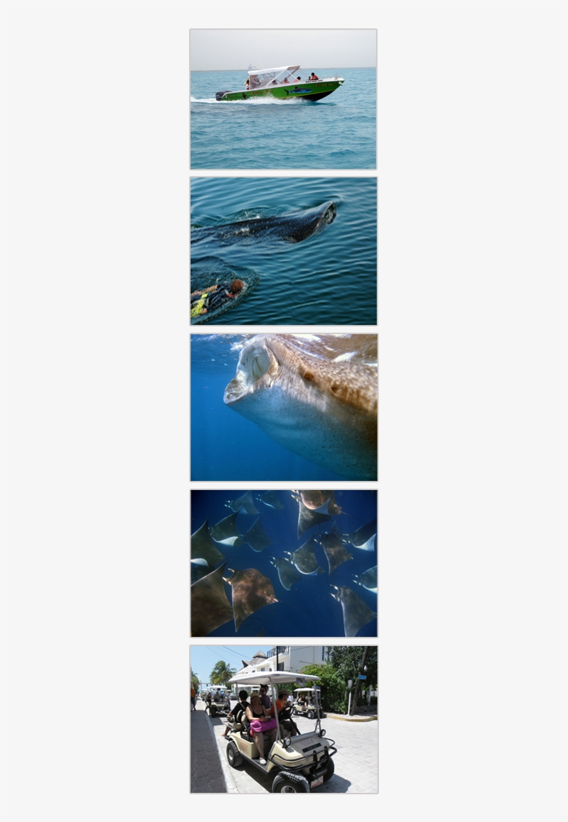 Image Whale Shark, transparent png #6638122