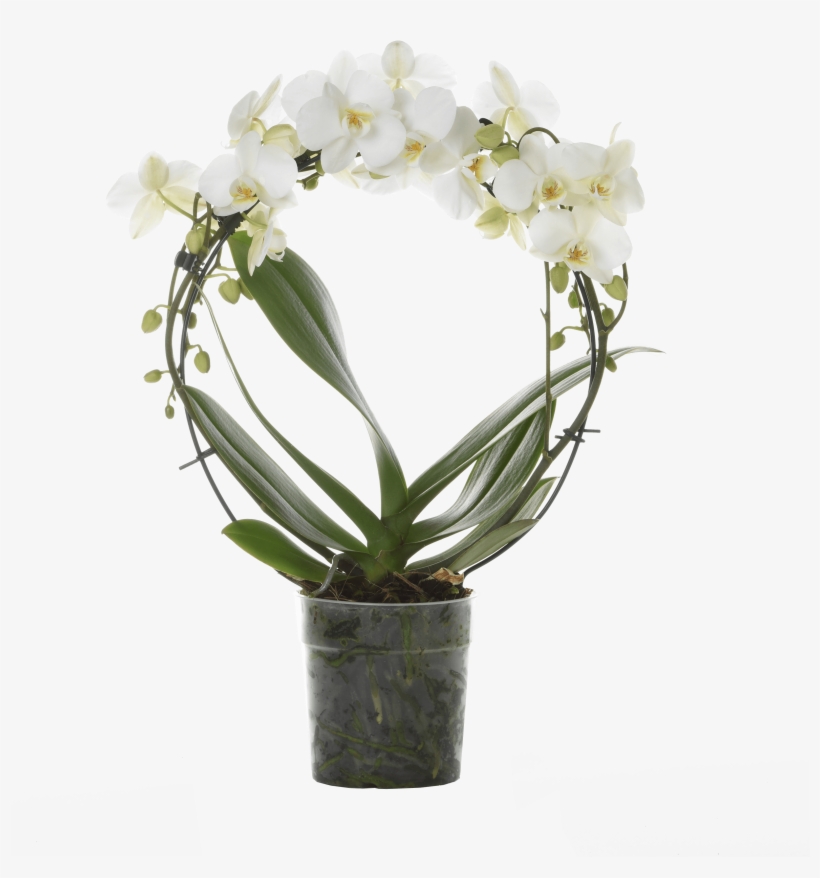 Round, Like The Famous Circle Of The Great Florentine, transparent png #6638233