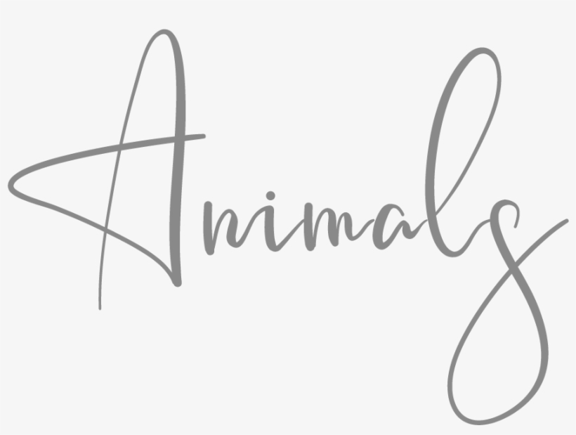 Animals-grey Mei Lin Barral Photography, transparent png #6639389