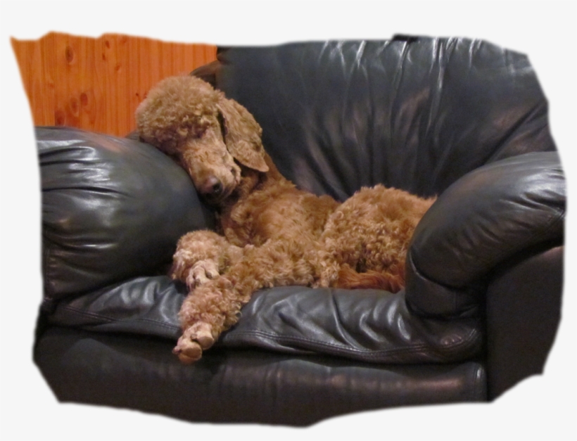 Adult Poodles For Sale, transparent png #6640167