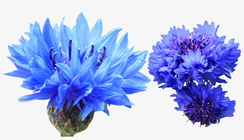 Cornflower Blue Dye Transprent, transparent png #6648405