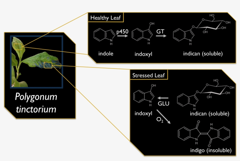 Indican Is A Suitable Solubilized Indigo That We Can, transparent png #6648563