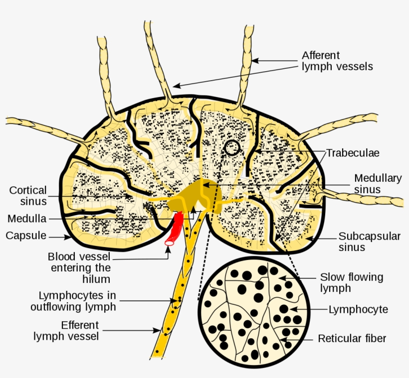 Tumor Drawing Grey's Anatomy, transparent png #6657090