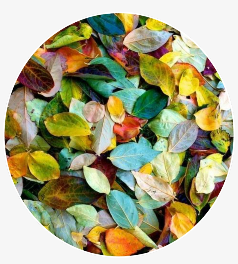 Leaves Plants Life Tumblr Aethetics, transparent png #6664581