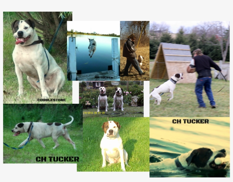 Ukc Champion Cobblestone Trinity Tucker ,ofa Good,akc, transparent png #6664858