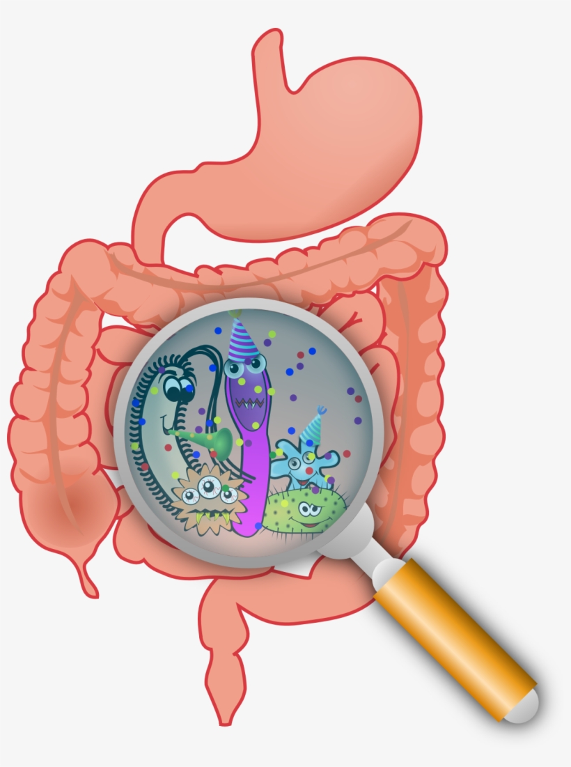 Bacteria Png Lactobacillus, transparent png #6666213