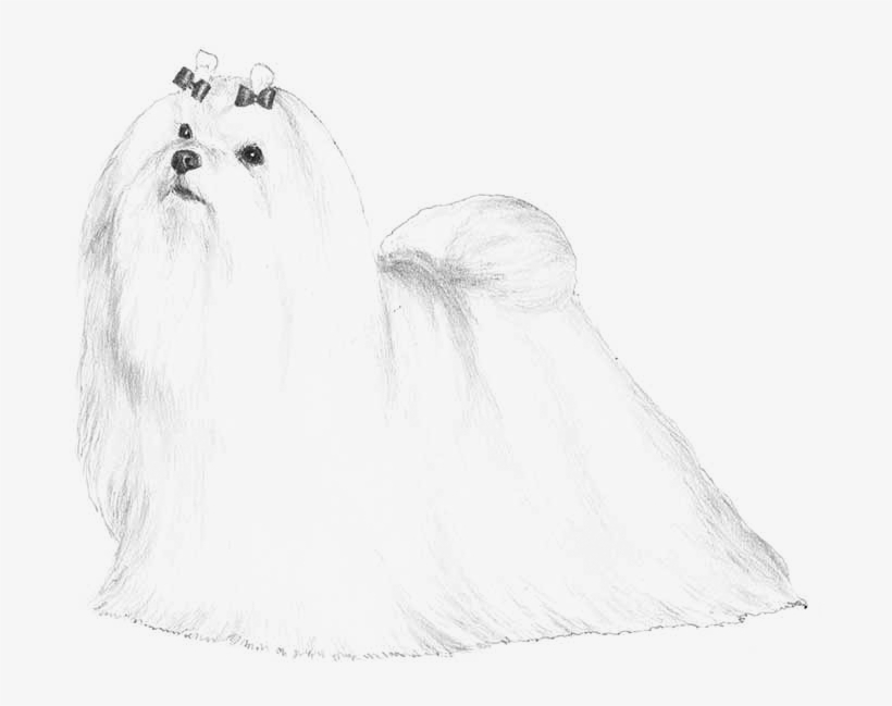 Maltese, transparent png #6669201