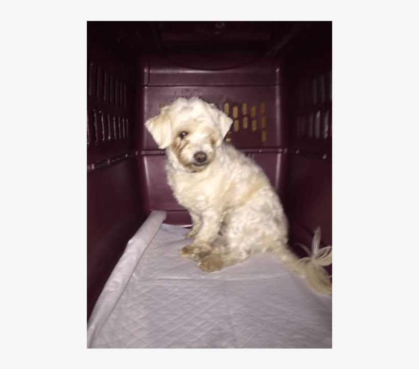 Mochi Is A Smaller Maltese X Poodle Mix, Spayed Female,, transparent png #6669622