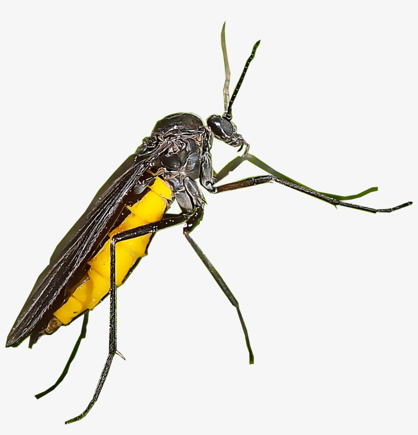 Fungus Gnats, transparent png #6672838