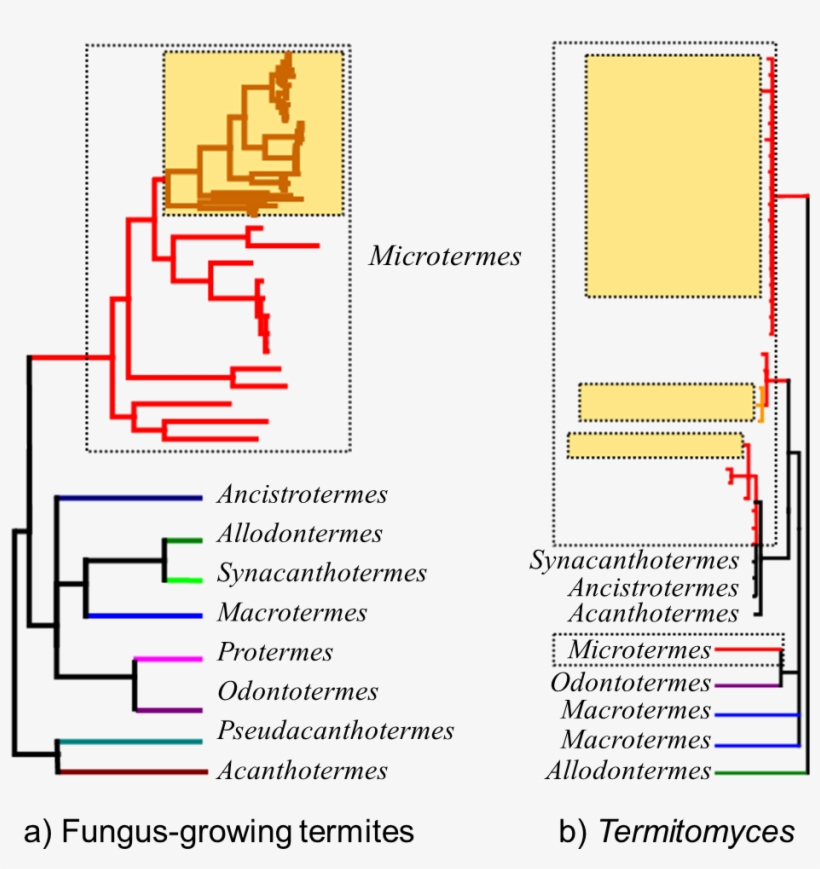 Representation Of The Phylogeny Of, transparent png #6673104