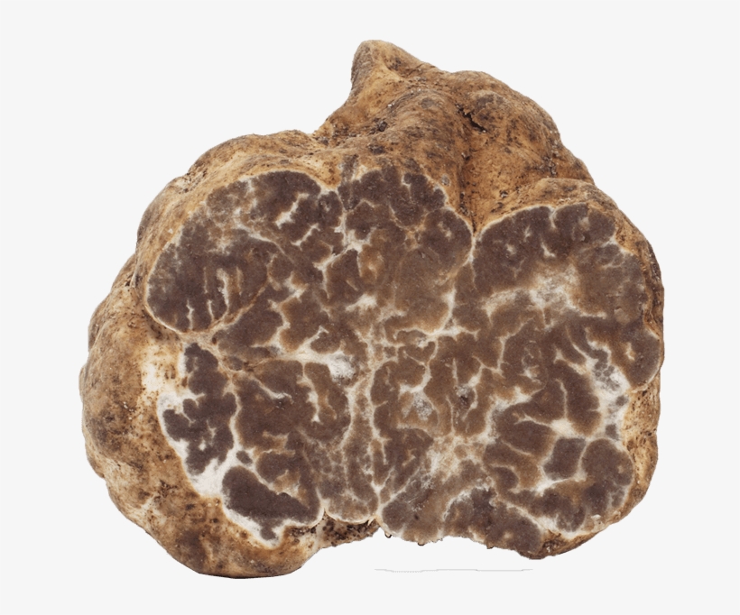 Tuber Borchii / Mirko Tartufi, transparent png #6673402