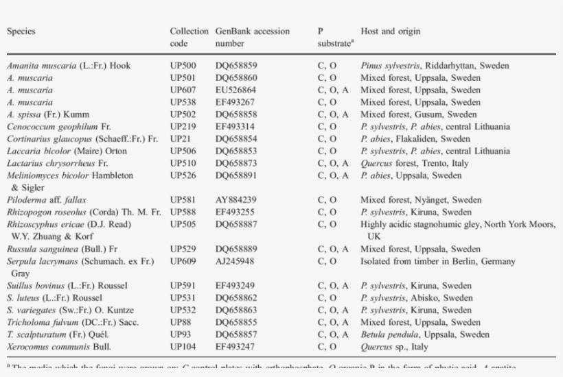 Nineteen Isolates Of Ectomycorrhizal Fungi, One Ericoid, transparent png #6673631