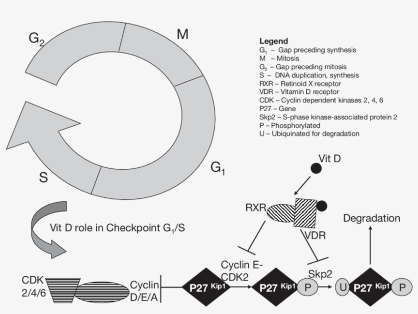 Calcitriol And Cell Cycle Checkpoints, transparent png #6674754