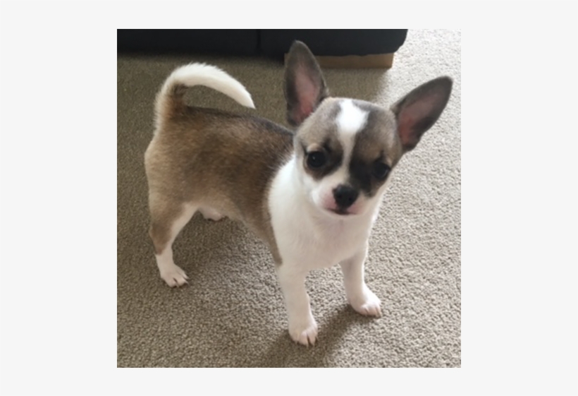 Free Chihuahua With Transparent Background, transparent png #6675688