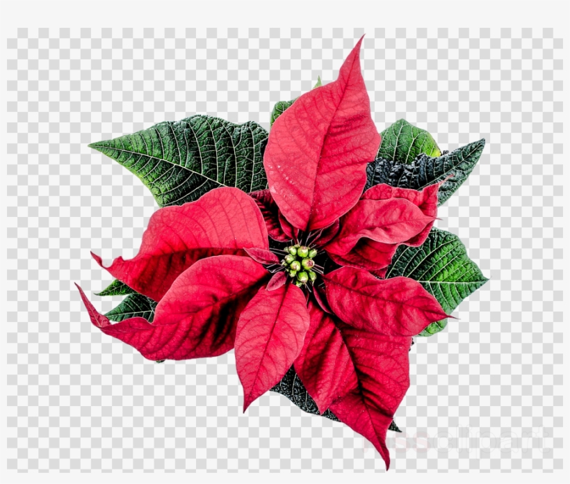 Christmas Flower Png Clipart Poinsettia Christmas Day, transparent png #6676628