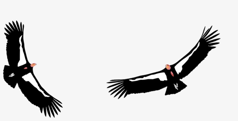 Condor Png, transparent png #6681635