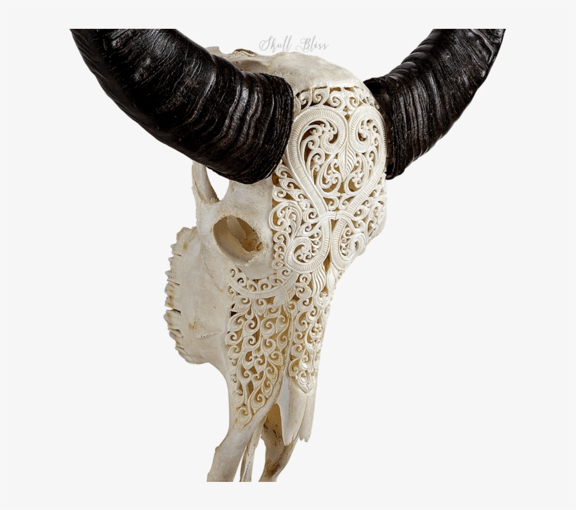 Carved Buffalo Skull, transparent png #6682685